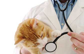 Clínica Veterinária Pasternak - Foto 1