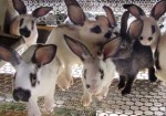 criadores-de-animais-sao-caetano-do-sul-1354644219