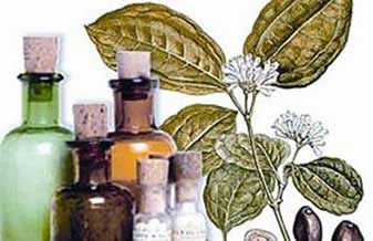 Helianthus Homeopatia - Foto 1