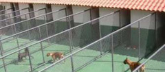 hotel-para-animais-saocaetanodosul-1456498965