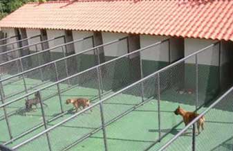 Cão Club Creche P/ Cães - Foto 1